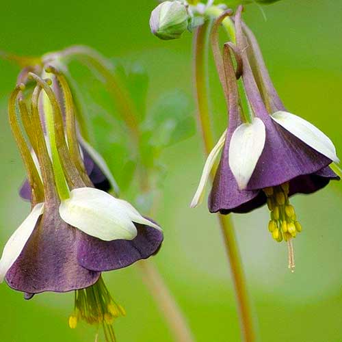 Petites plantes grasses et Tillandsias - JOURS DE PRINTEMPS Fleurs  artificielles Haut de gamme