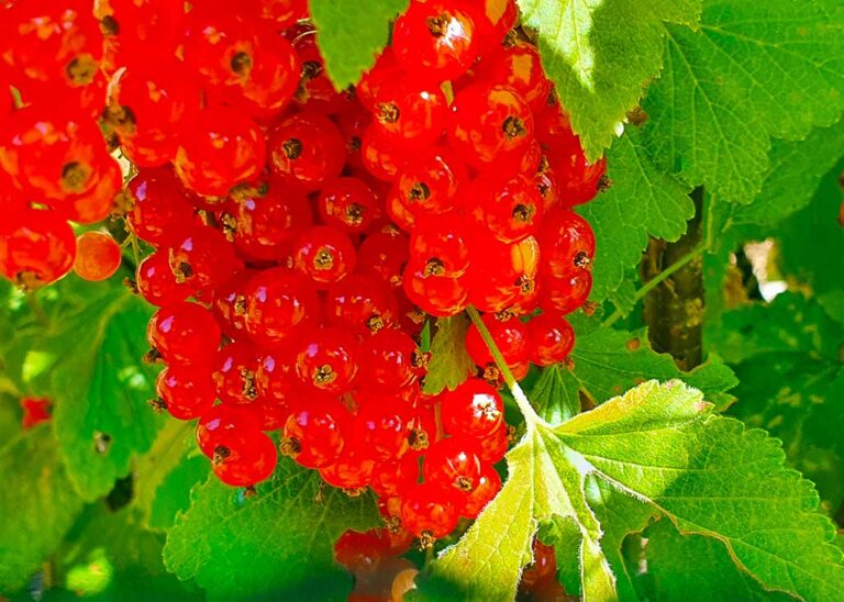 Groseiller du Potager fleuri à la française du château de Saint-Jean de Beauregard