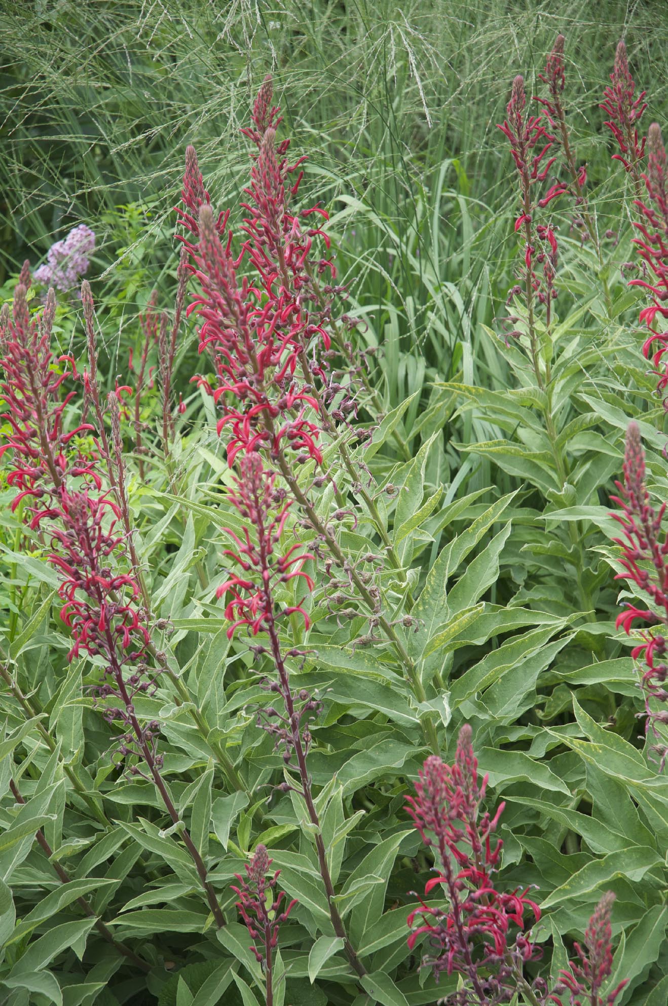 Fleurs comestibles: quand le jardin s'invite dans l'assiette