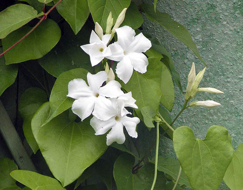 Fleurs comestibles: quand le jardin s'invite dans l'assiette