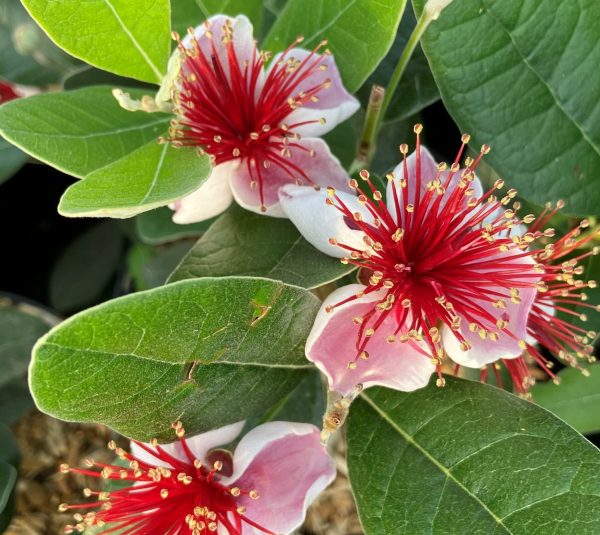 Acca sellowiana