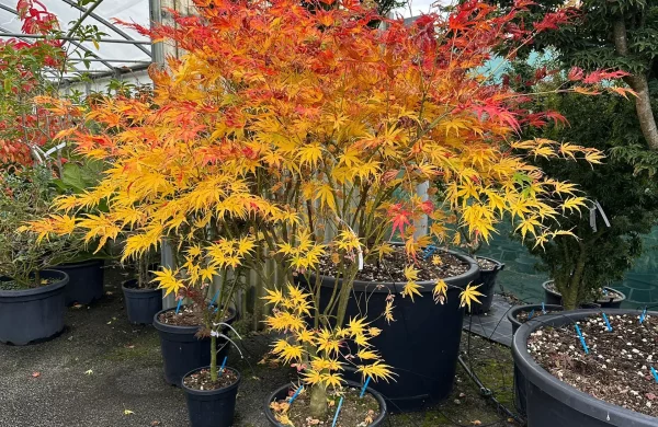 Acer palmatum 'Amitie╠ü'