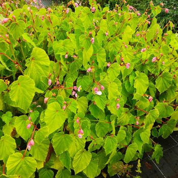 Begonia evansiana 'Marie-Ange'◊ 2