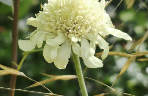 Cephalaria gigantea_PB Cephalaria gigantea_PB