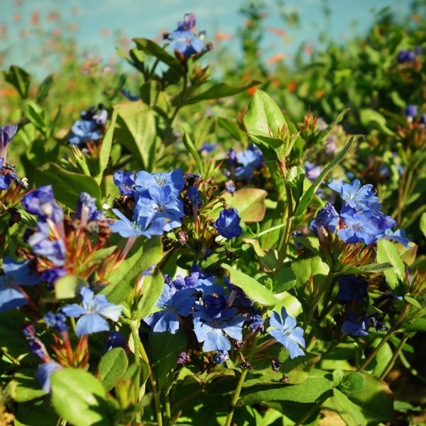 Ceratostigma plumbaginoidesYP Ceratostigma plumbaginoidesYP