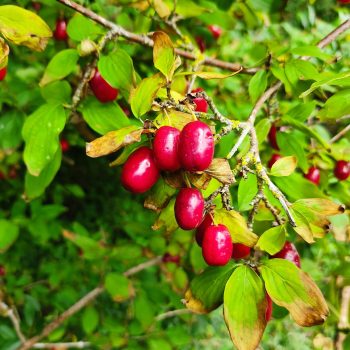 Cornus mas. Fruits≠