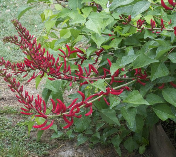 Erythrina x bidwillii+ Erythrina x bidwillii+