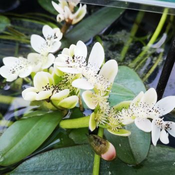 L'Aponogeton Distachyos 1