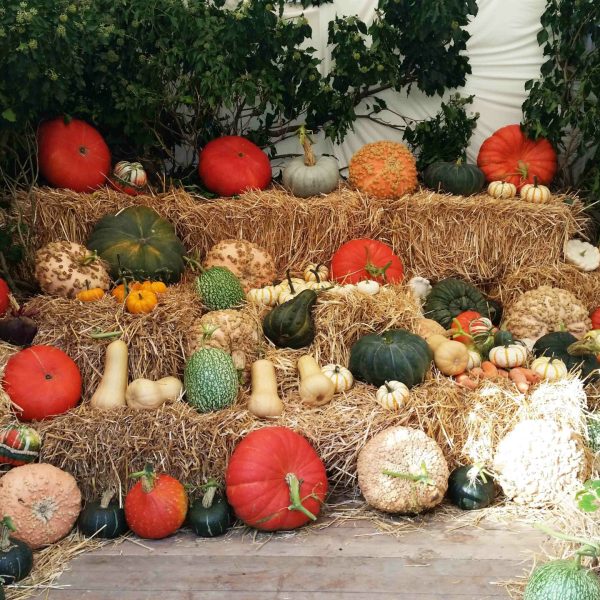 Légumes anciens SJB_Website