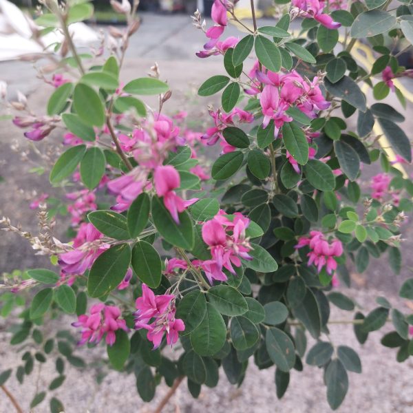 Lespedeza liukiuensis ‘Little Volcano’ Lespedeza liukiuensis ‘Little Volcano’