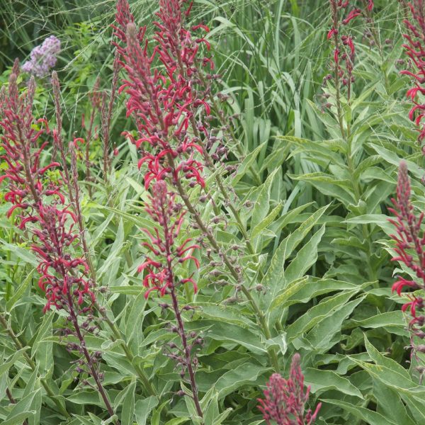 Lobelia tupa