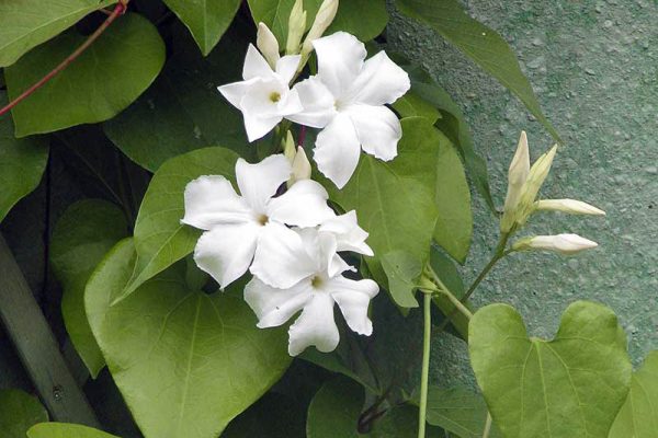 Mandevilla laxa (5) Mandevilla laxa (5)