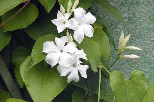 Mandevilla laxa (5)