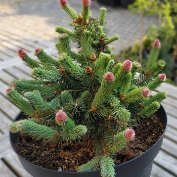 Cette photo Picea pungens 'Ruby Teardrops' Photo JP Misson.jpg, a été réduite de 78.73 % le Jeudi 11 Décembre 2025 à 10:12 par Emjysoft Photo Réducteur v6.0 à télécharger sur https://www.emjysoft.com/