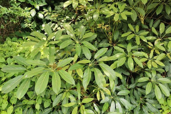 Schefflera