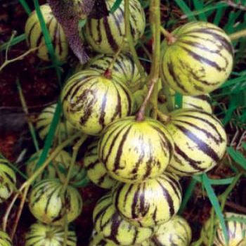 Solanum-caripense_Ferme-de-la-Pomme-Liane