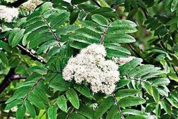Sorbus domestica, cormier (2)