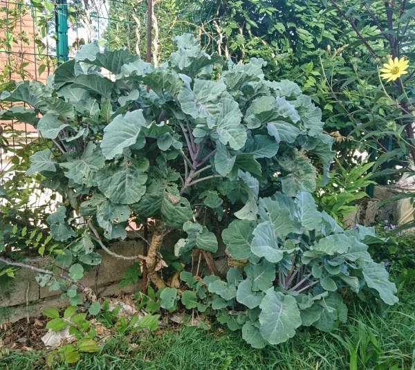 Taunton-Deane-jardin-2