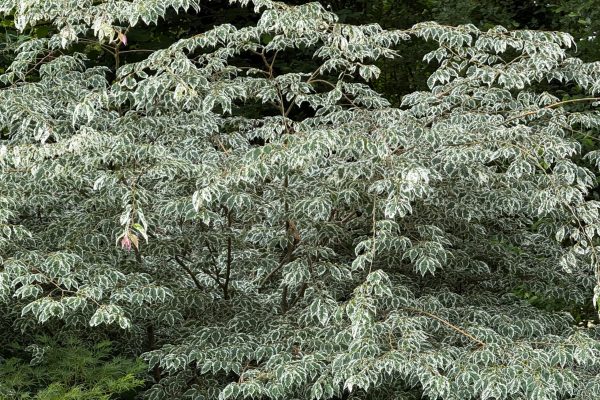 Zelkova serrata 'Variegata'