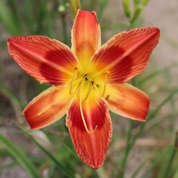 bille de clown (1) (002)