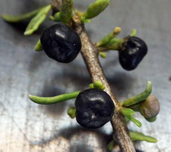 lycium ruthenicum (fruits) lycium ruthenicum (fruits)