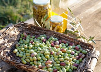 Olives 'Bouteillan' recoltees dans un panier huile d'Olives et conserves d'Olives pour aperitif / Jardin de Monsieur Denizet