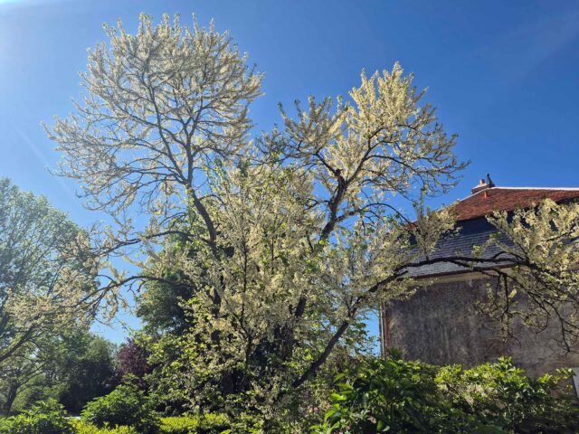 ✨ Demain, ouverture du Domaine de 14h à 18h !

Un après-midi pour s’évader, se ressourcer, flâner parmi les fleurs, admirer le Château, et profiter d’un lieu unique 🌿🌸

Le printemps est à son apogée, et le Domaine n’a jamais été aussi beau 💫

📍 Château de Saint-Jean de Beauregard
🕑 14h - 18h
🎟️ Infos sur notre site : https://urlz.fr/usDk
🎟️ Billetterie sur place : attention la carte bleue n'est pas acceptée !

👉 Une idée de sortie à ne pas manquer !

Crédit photos : Cecilia Aranda