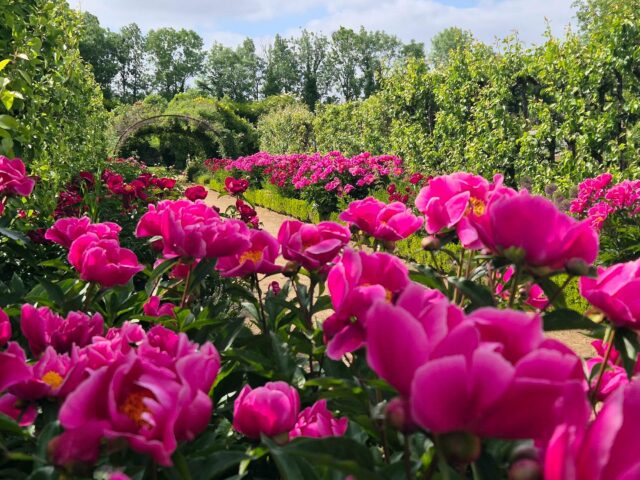 🌸 Ce dimanche, venez vous émerveiller au Château de Saint-Jean de Beauregard ! 🌸

Le Domaine vous ouvre ses portes de 14h à 18h pour une parenthèse enchantée au cœur d’un printemps éclatant. Les allées de pivoines, d’iris et d’allium sont en pleine floraison, les carrés potagers débordent de légumes naissants et les arbres fruitiers laissent deviner leurs premières promesses sucrées… 🍓🌿

Partez à la découverte du parc, du majestueux pigeonnier et bien sûr du Château, joyau niché dans un écrin de verdure. Et ne manquez pas notre adorable petite famille d’oies bernache : les six oisons ont bien grandi et se dandinent fièrement autour du bassin, sous l’œil attentif de leurs parents 🐣🪿

Une visite qui ravira petits et grands, entre nature, patrimoine et douceur de vivre. On vous attend nombreux !

📍 Ouverture dimanche de 14h à 18h
📷 N’oubliez pas votre appareil photo, la nature est en fête !