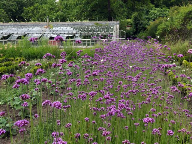 🌿 Envie d’une escapade bucolique ce dimanche après-midi ?

Les grilles du Domaine s’ouvrent à vous de 14h à 18h pour une parenthèse enchantée dans un lieu chargé d’histoire… et de couleurs !

🌸 Les massifs explosent de fleurs éclatantes, les carrés potagers débordent de légumes gorgés de soleil, et les arbres fruitiers ploient sous le poids des pommes, poires et prunes juteuses.

Un véritable festin pour les yeux… et l’âme.

🚶‍♀️ Flânez dans les allées du parc à la française, admirez la silhouette majestueuse du château XVIIe, entrez dans l’impressionnant pigeonnier, l’un des plus grands d’Île-de-France…

Une visite pleine de charme, d’histoire et de poésie, à vivre en solo, en duo ou en famille.

📍 Nous vous attendons au Château de Saint-Jean de Beauregard, pour un après-midi hors du temps.

ℹ️ Infos pratiques ici :
👉 https://www.chateaudesaintjeandebeauregard.com/votre-visite/informations-pratiques

📸 N’oubliez pas votre appareil photo… la lumière en ce moment est magique !

Crédit photos : Cecilia Aranda
