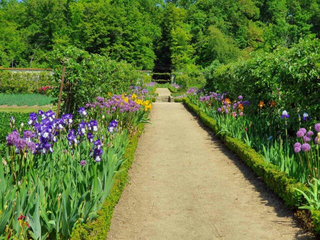 📣 Une vente exceptionnelle au cœur du Domaine ! 🌿

Ce dimanche, de 14h à 18h, profitez de votre visite au Château de Saint-Jean de Beauregard pour repartir avec un petit morceau de notre célèbre jardin potager 🌼

Nous sommes actuellement en train de refaire entièrement la platebande d’iris… ce qui signifie que nous avons une belle quantité de rhizomes à vous proposer à la vente !

👉 3 € l’unité
Ils seront étiquetés et classés par couleur pour que chacun puisse composer son propre tableau floral.

Une occasion unique de planter chez vous un peu de l’élégance du Domaine… et de faire refleurir Saint-Jean jusque dans vos jardins.

🌷 Venez faire votre choix parmi ces trésors horticoles, flâner dans le parc, visiter le pigeonnier, le château et savourer la magie du lieu.

📍 Infos pratiques ici :
https://www.chateaudesaintjeandebeauregard.com/votre-visite/informations-pratiques

📅 À dimanche ! 🌞
